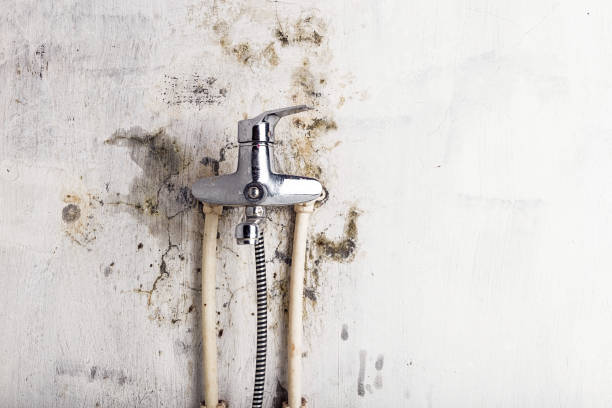 Best Home Mold Removal  in Golden Meadow, LA