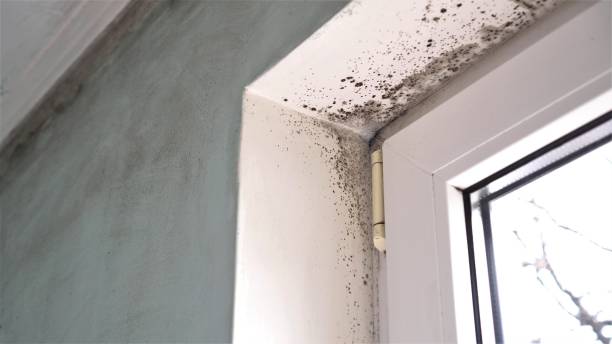 Best Office Mold Removal Services  in Golden Meadow, LA