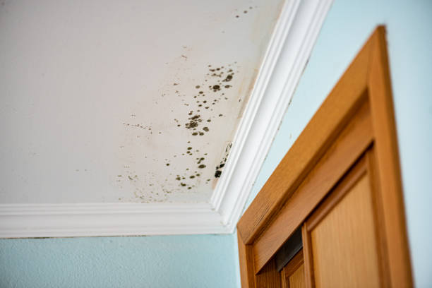 Best Certified Mold Removal  in Golden Meadow, LA