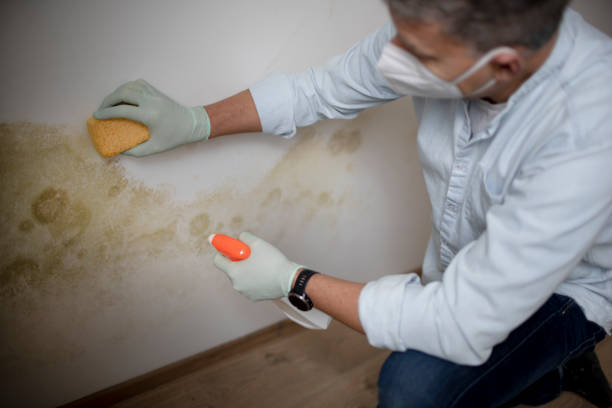 Best Local Mold Removal Service  in Golden Meadow, LA