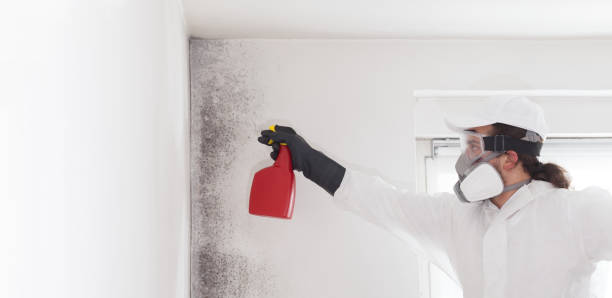 Best Certified Mold Removal  in Golden Meadow, LA