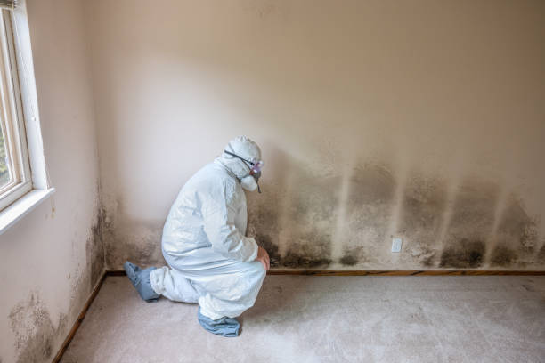 Professional Mold Removal in Golden Meadow, LA