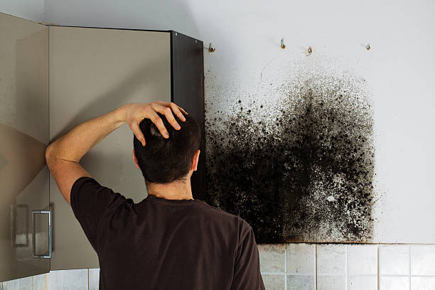 Best Black Mold Removal  in Golden Meadow, LA