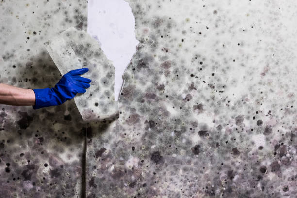 Best Mold Removal Company Near Me  in Golden Meadow, LA