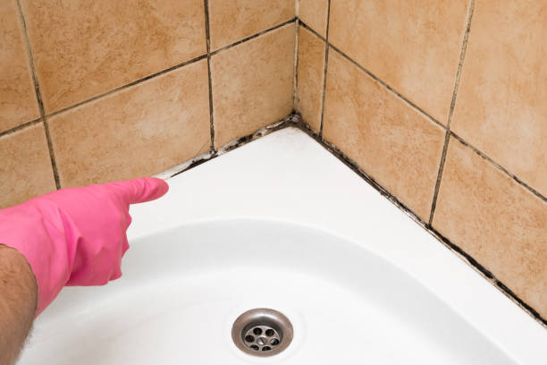 Best Professional Mold Removal  in Golden Meadow, LA